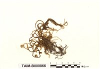 藏品(懸苔屬)的圖片